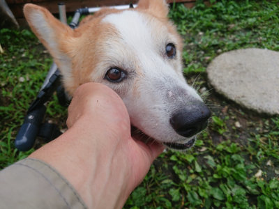 f:id:roukenhome-ann:20190724103729j:plain f:id:roukenhome-ann:20190724103729j:plain