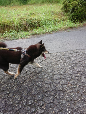 f:id:roukenhome-ann:20190724103825j:plain f:id:roukenhome-ann:20190724103825j:plain
