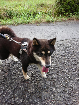 f:id:roukenhome-ann:20190724103833j:plain f:id:roukenhome-ann:20190724103833j:plain
