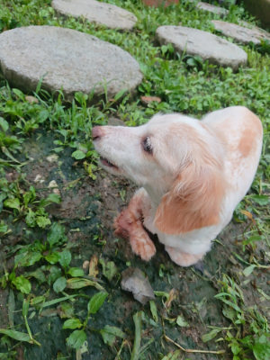 f:id:roukenhome-ann:20190724103850j:plain f:id:roukenhome-ann:20190724103850j:plain