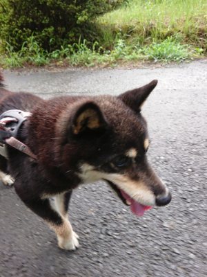 f:id:roukenhome-ann:20190724103902j:plain f:id:roukenhome-ann:20190724103902j:plain