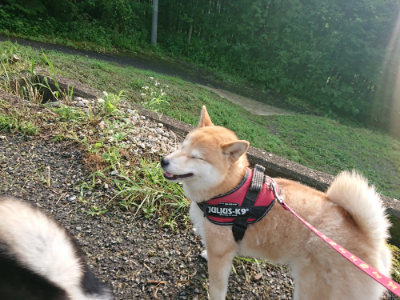 f:id:roukenhome-ann:20190724103943j:plain f:id:roukenhome-ann:20190724103943j:plain