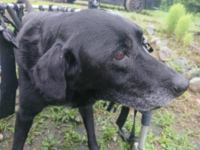 f:id:roukenhome-ann:20190724104011j:plain f:id:roukenhome-ann:20190724104011j:plain