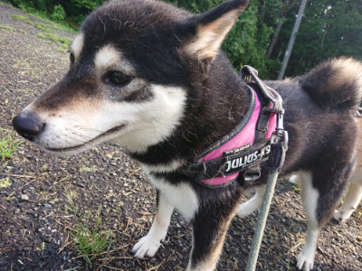 f:id:roukenhome-ann:20190724104023j:plain f:id:roukenhome-ann:20190724104023j:plain