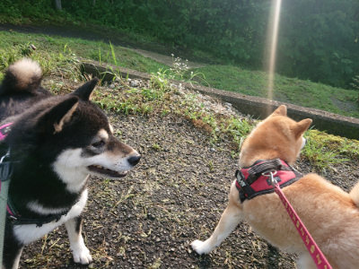 f:id:roukenhome-ann:20190724104037j:plain f:id:roukenhome-ann:20190724104037j:plain