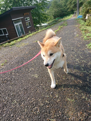 f:id:roukenhome-ann:20190724104041j:plain f:id:roukenhome-ann:20190724104041j:plain