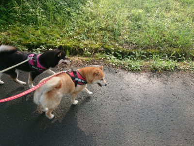 f:id:roukenhome-ann:20190724104046j:plain f:id:roukenhome-ann:20190724104046j:plain