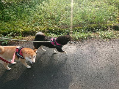 f:id:roukenhome-ann:20190724104051j:plain f:id:roukenhome-ann:20190724104051j:plain