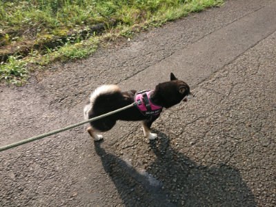 f:id:roukenhome-ann:20190724104056j:plain f:id:roukenhome-ann:20190724104056j:plain