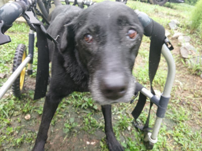 f:id:roukenhome-ann:20190724104111j:plain f:id:roukenhome-ann:20190724104111j:plain