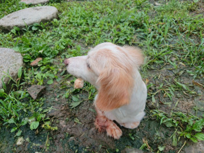 f:id:roukenhome-ann:20190724104116j:plain f:id:roukenhome-ann:20190724104116j:plain
