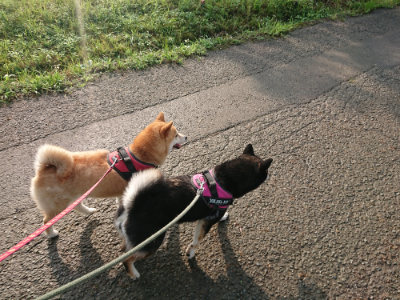 f:id:roukenhome-ann:20190724104128j:plain f:id:roukenhome-ann:20190724104128j:plain