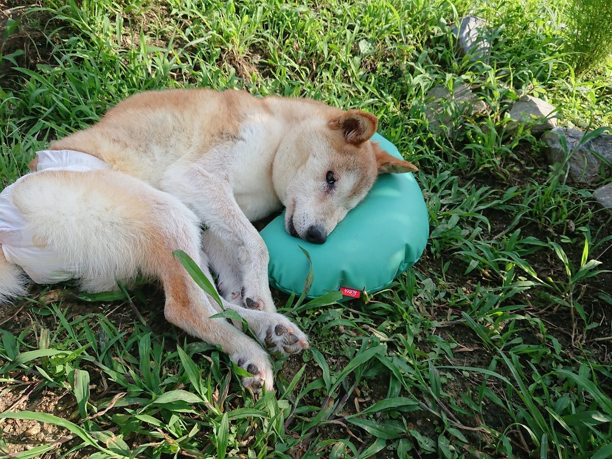 f:id:roukenhome-ann:20190724111503j:plain f:id:roukenhome-ann:20190724111503j:plain