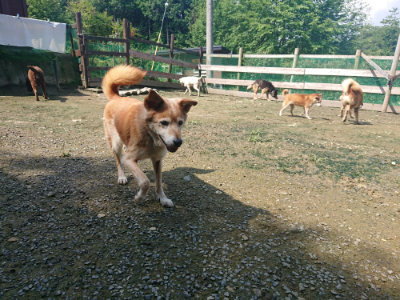 f:id:roukenhome-ann:20190724120925j:plain f:id:roukenhome-ann:20190724120925j:plain