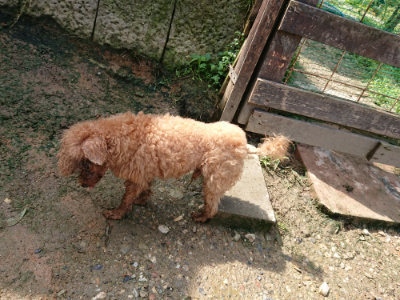 f:id:roukenhome-ann:20190724120938j:plain f:id:roukenhome-ann:20190724120938j:plain
