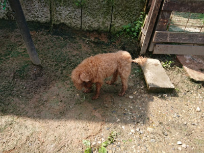 f:id:roukenhome-ann:20190724121017j:plain f:id:roukenhome-ann:20190724121017j:plain