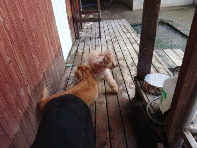 f:id:roukenhome-ann:20190724121059j:plain f:id:roukenhome-ann:20190724121059j:plain