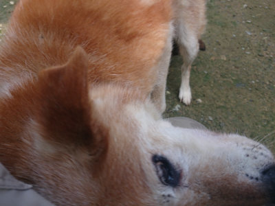 f:id:roukenhome-ann:20190724121109j:plain f:id:roukenhome-ann:20190724121109j:plain