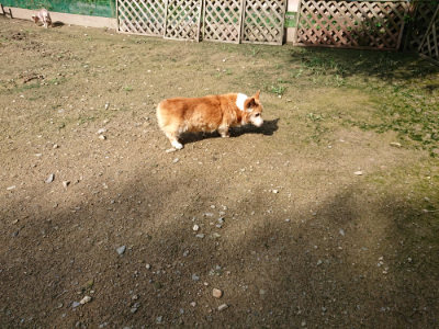f:id:roukenhome-ann:20190724121204j:plain f:id:roukenhome-ann:20190724121204j:plain