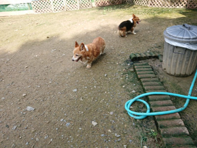 f:id:roukenhome-ann:20190724121326j:plain f:id:roukenhome-ann:20190724121326j:plain