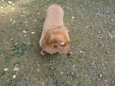f:id:roukenhome-ann:20190724121338j:plain f:id:roukenhome-ann:20190724121338j:plain
