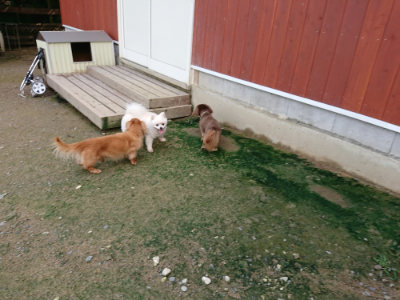 f:id:roukenhome-ann:20190724121724j:plain f:id:roukenhome-ann:20190724121724j:plain
