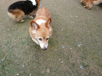 f:id:roukenhome-ann:20190724121730j:plain f:id:roukenhome-ann:20190724121730j:plain