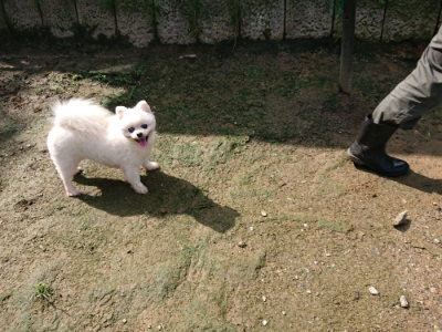 f:id:roukenhome-ann:20190724121824j:plain f:id:roukenhome-ann:20190724121824j:plain