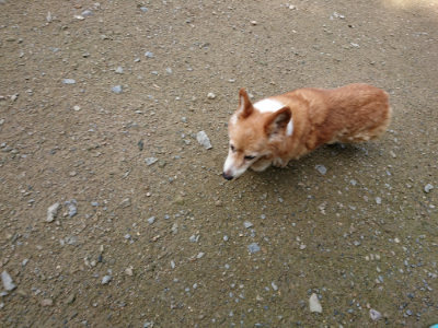 f:id:roukenhome-ann:20190724122002j:plain f:id:roukenhome-ann:20190724122002j:plain
