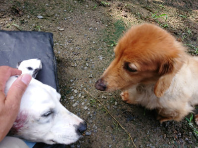 f:id:roukenhome-ann:20190724122017j:plain f:id:roukenhome-ann:20190724122017j:plain