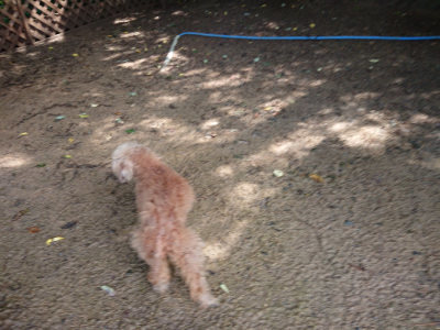 f:id:roukenhome-ann:20190724122027j:plain f:id:roukenhome-ann:20190724122027j:plain