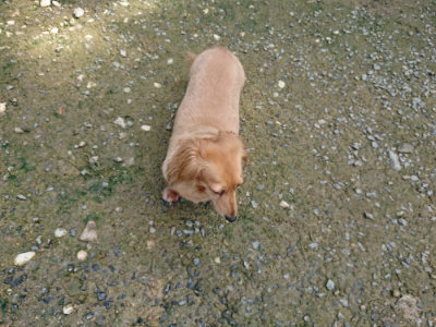 f:id:roukenhome-ann:20190724122032j:plain f:id:roukenhome-ann:20190724122032j:plain