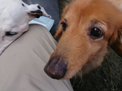 f:id:roukenhome-ann:20190724122037j:plain f:id:roukenhome-ann:20190724122037j:plain