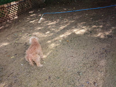 f:id:roukenhome-ann:20190724122057j:plain f:id:roukenhome-ann:20190724122057j:plain