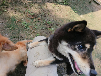 f:id:roukenhome-ann:20190724122118j:plain f:id:roukenhome-ann:20190724122118j:plain
