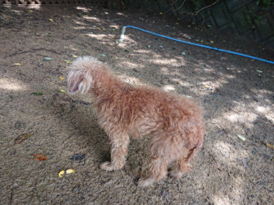 f:id:roukenhome-ann:20190724122124j:plain f:id:roukenhome-ann:20190724122124j:plain