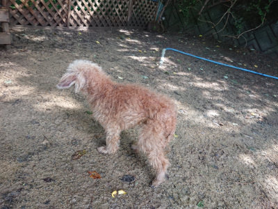f:id:roukenhome-ann:20190724122129j:plain f:id:roukenhome-ann:20190724122129j:plain