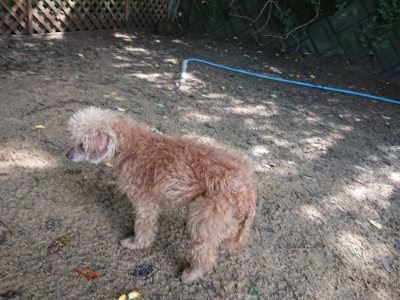 f:id:roukenhome-ann:20190724122155j:plain f:id:roukenhome-ann:20190724122155j:plain