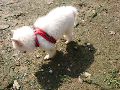 f:id:roukenhome-ann:20190724122218j:plain f:id:roukenhome-ann:20190724122218j:plain