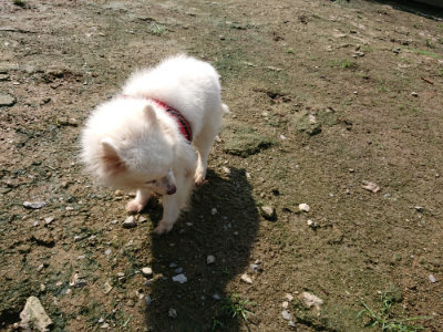 f:id:roukenhome-ann:20190724122239j:plain f:id:roukenhome-ann:20190724122239j:plain