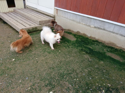 f:id:roukenhome-ann:20190724130618j:plain f:id:roukenhome-ann:20190724130618j:plain