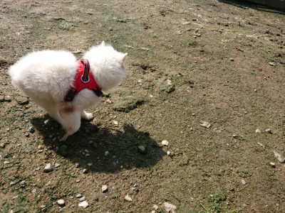 f:id:roukenhome-ann:20190724130653j:plain f:id:roukenhome-ann:20190724130653j:plain