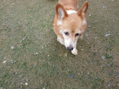 f:id:roukenhome-ann:20190724130659j:plain f:id:roukenhome-ann:20190724130659j:plain