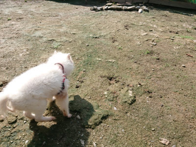 f:id:roukenhome-ann:20190724130709j:plain f:id:roukenhome-ann:20190724130709j:plain