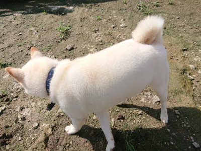 f:id:roukenhome-ann:20190724130909j:plain f:id:roukenhome-ann:20190724130909j:plain