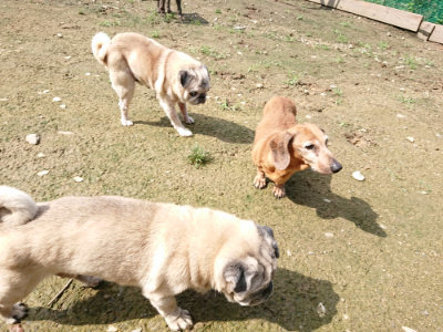 f:id:roukenhome-ann:20190724130920j:plain f:id:roukenhome-ann:20190724130920j:plain