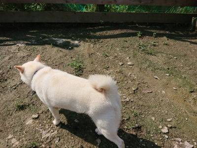 f:id:roukenhome-ann:20190724130929j:plain f:id:roukenhome-ann:20190724130929j:plain