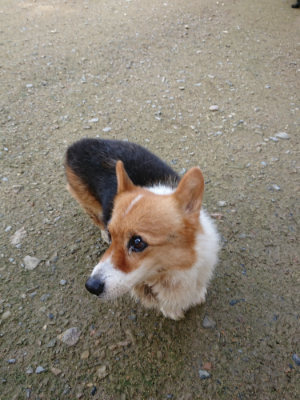 f:id:roukenhome-ann:20190724130954j:plain f:id:roukenhome-ann:20190724130954j:plain