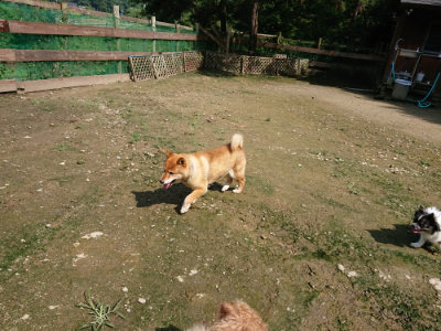 f:id:roukenhome-ann:20190724131009j:plain f:id:roukenhome-ann:20190724131009j:plain