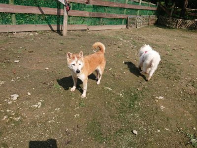 f:id:roukenhome-ann:20190724131032j:plain f:id:roukenhome-ann:20190724131032j:plain